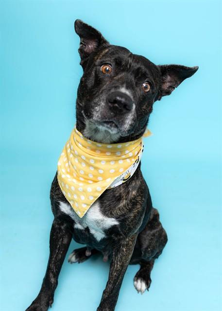Enlarge CINCINNATI, a Adoptable American Staffordshire Terrier in Fort Lauderdale, FL image 1/1