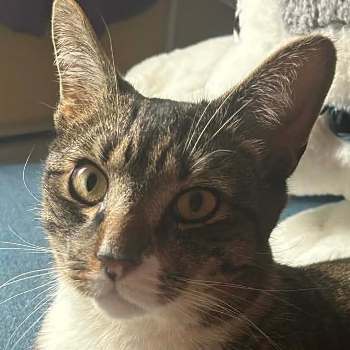 Solo, Adoptable, Adult Male Domestic Short Hair.