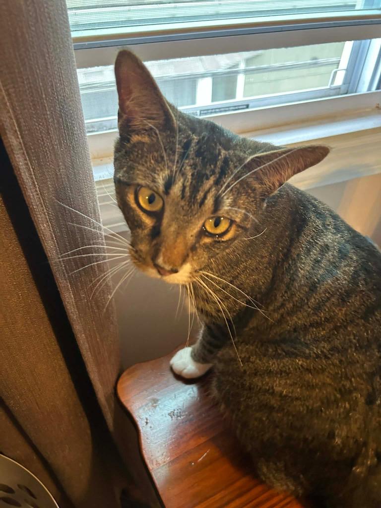 Enlarge Solo, a Adoptable mixed breed in New York, NY image 4/6
