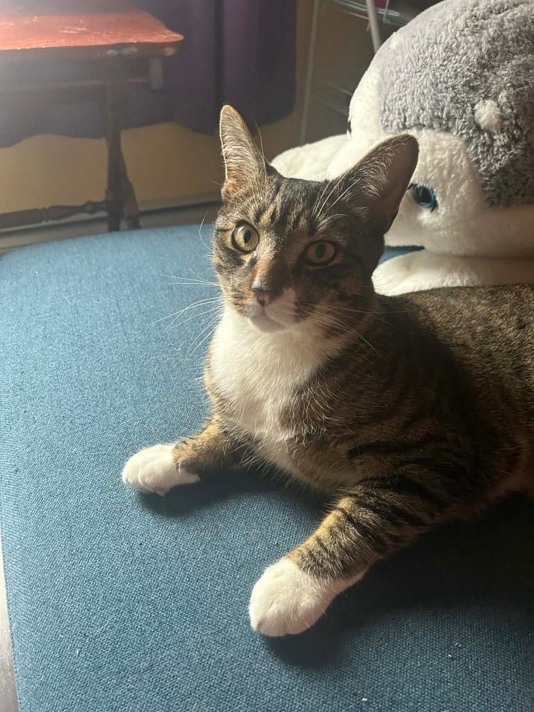 Enlarge Solo, a Adoptable mixed breed in New York, NY image 5/6