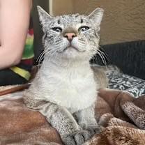 Enlarge Link, a Adoptable Siamese in Goodyear, AZ image 3/4