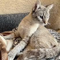 Enlarge Link, a Adoptable Siamese in Goodyear, AZ image 4/4