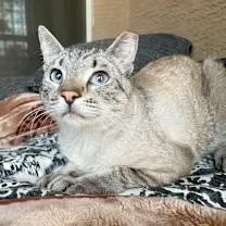 Enlarge Link, a Adoptable Siamese in Goodyear, AZ image 2/4