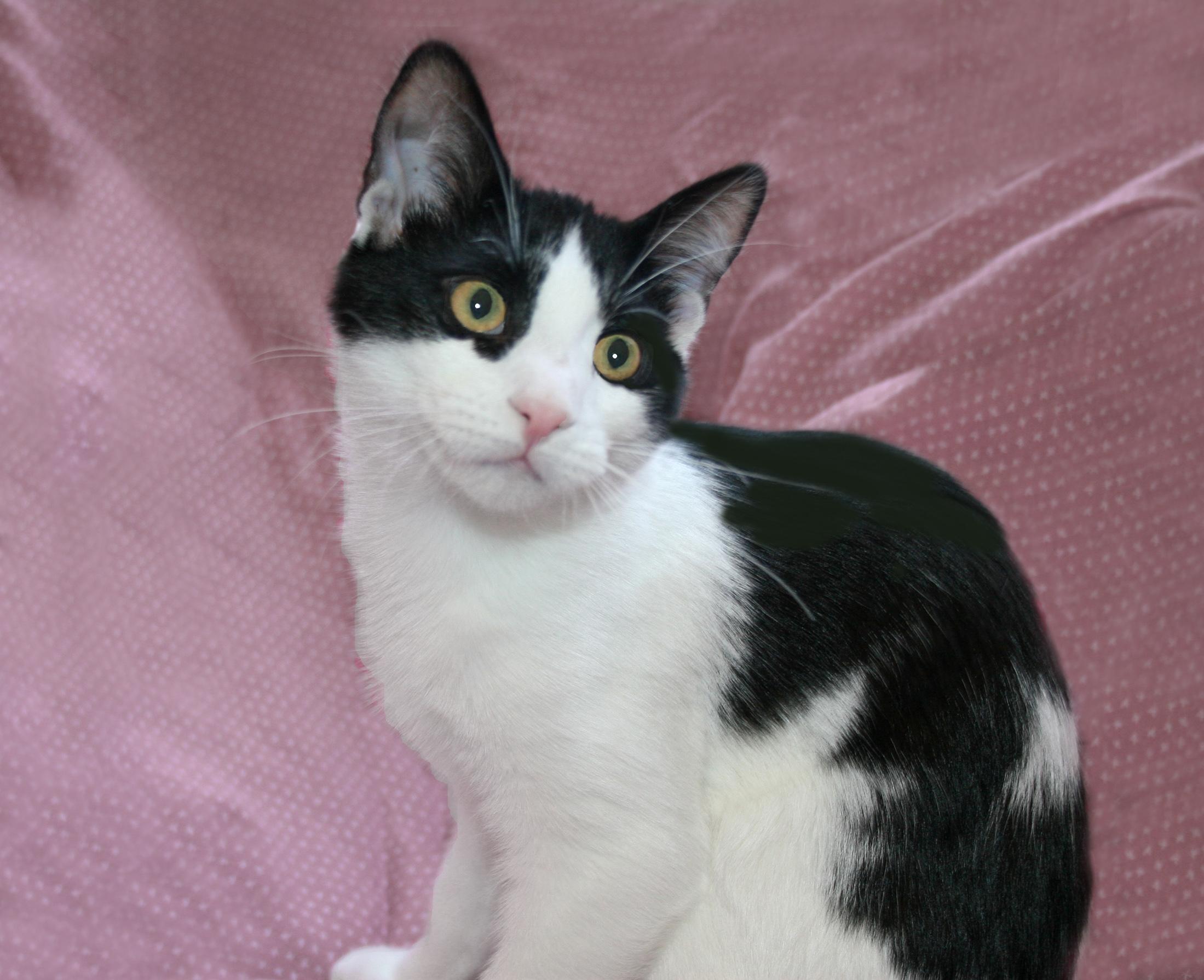 Enlarge Kane, a ADOPTABLE mixed breed in Victoria, MN image 3/4