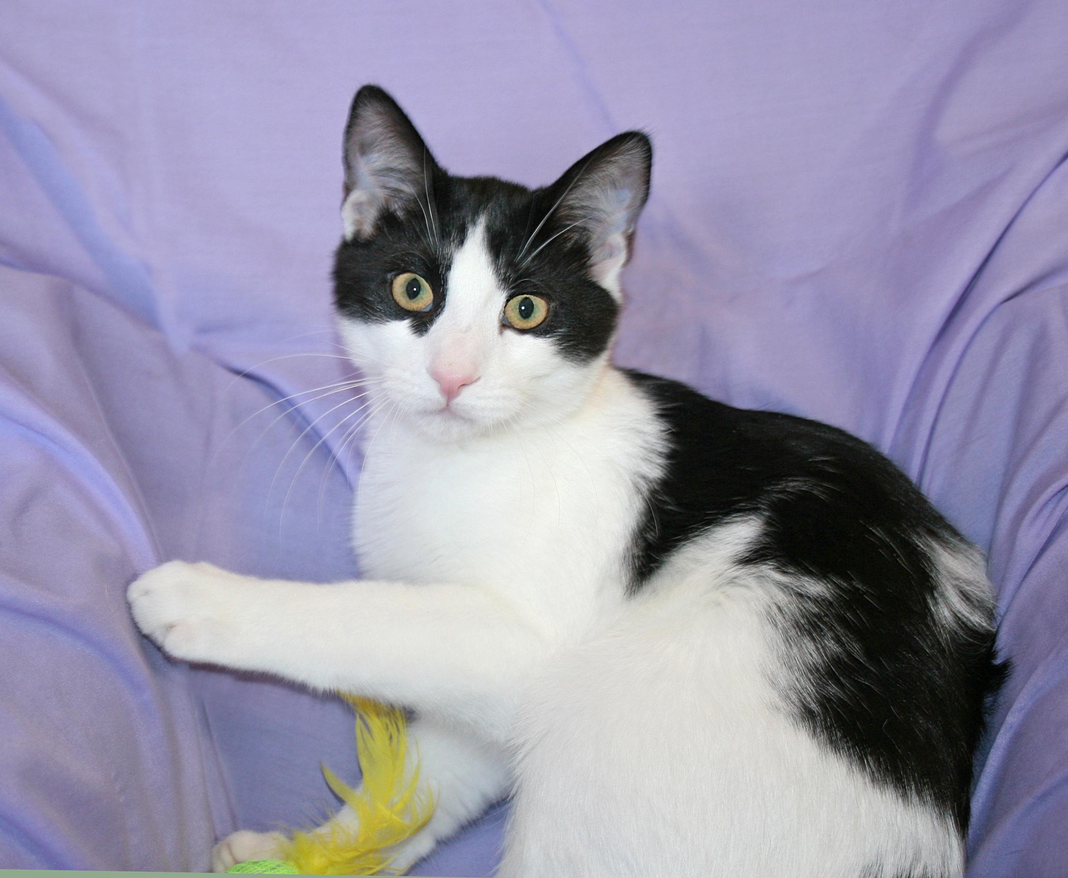 Enlarge Kane, a ADOPTABLE mixed breed in Victoria, MN image 1/4
