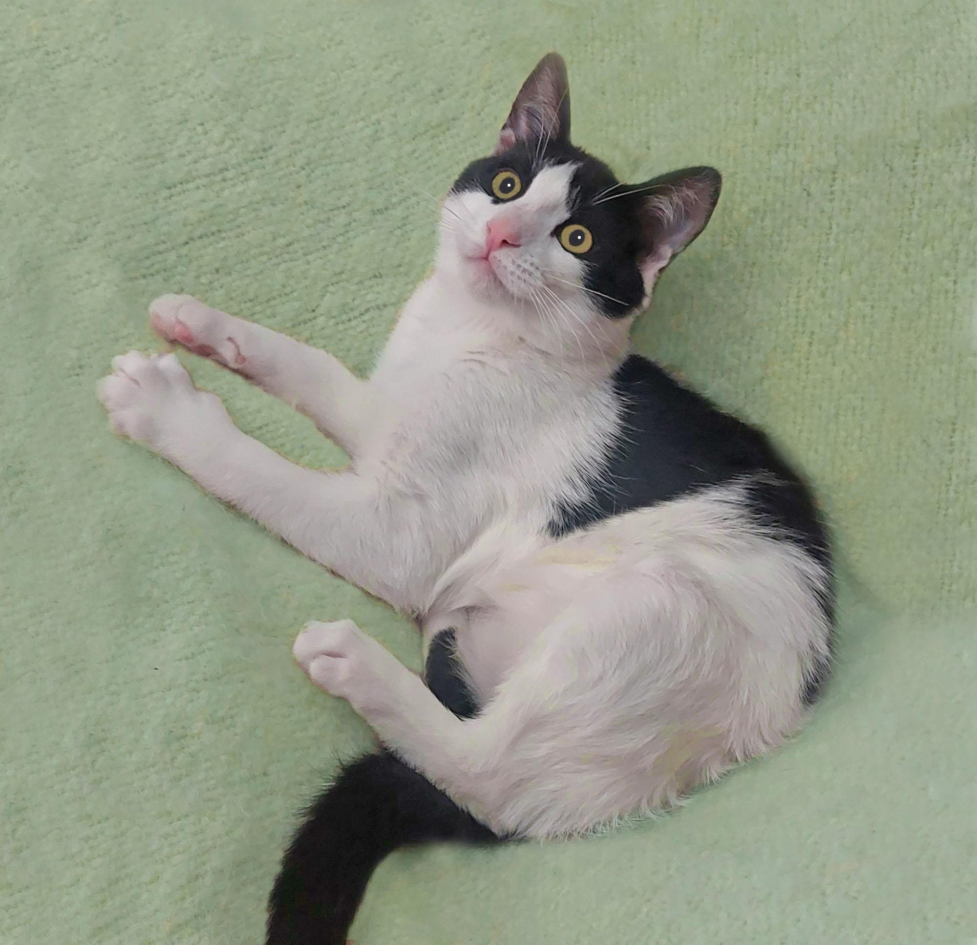 Enlarge Kane, a ADOPTABLE mixed breed in Victoria, MN image 4/4