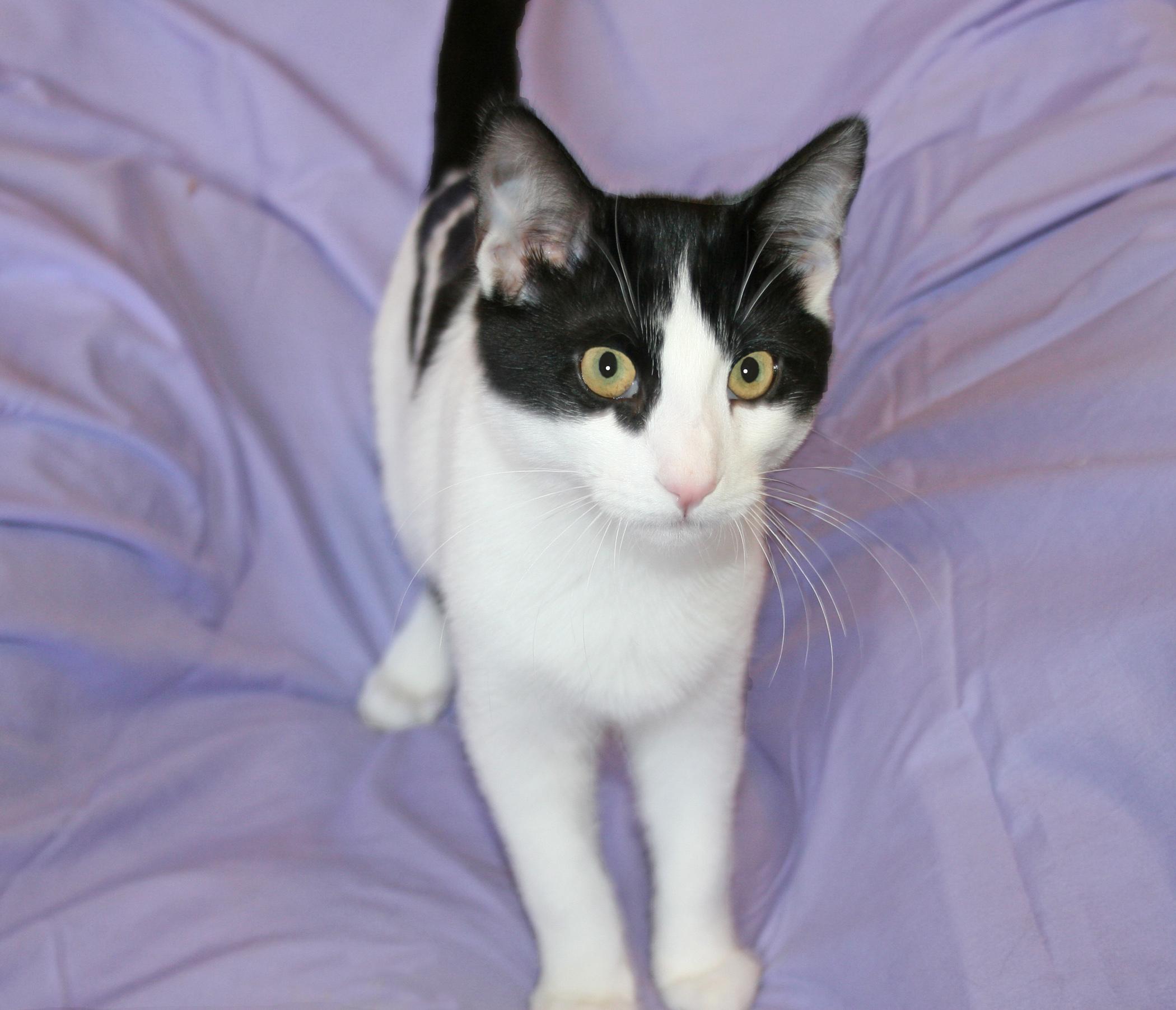 Enlarge Kane, a ADOPTABLE mixed breed in Victoria, MN image 2/4