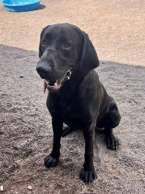 Copper, Adoptable, Adult Male Labrador Retriever & Treeing Walker Coonhound.