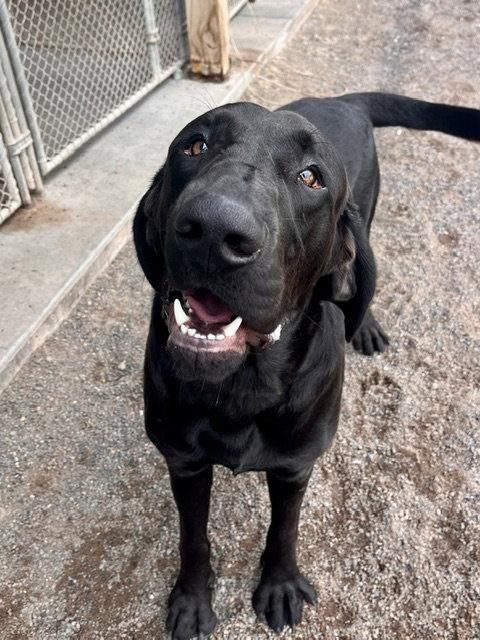 Enlarge Copper, a Adoptable mixed breed in Webster, WI image 2/3