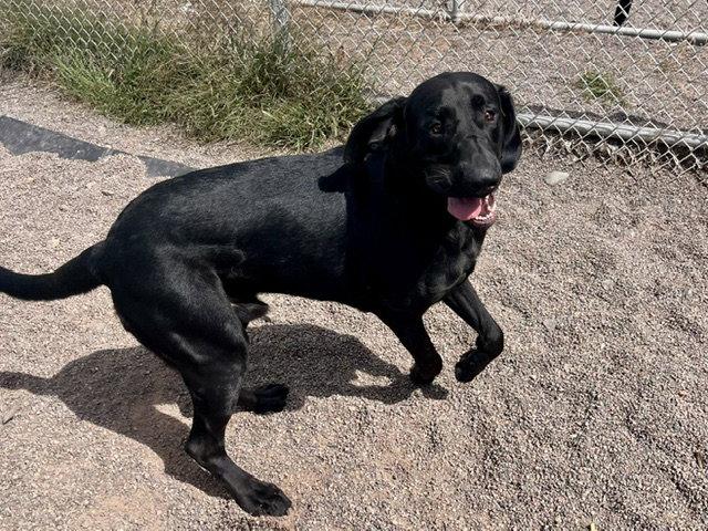 Enlarge Copper, a Adoptable mixed breed in Webster, WI image 3/3