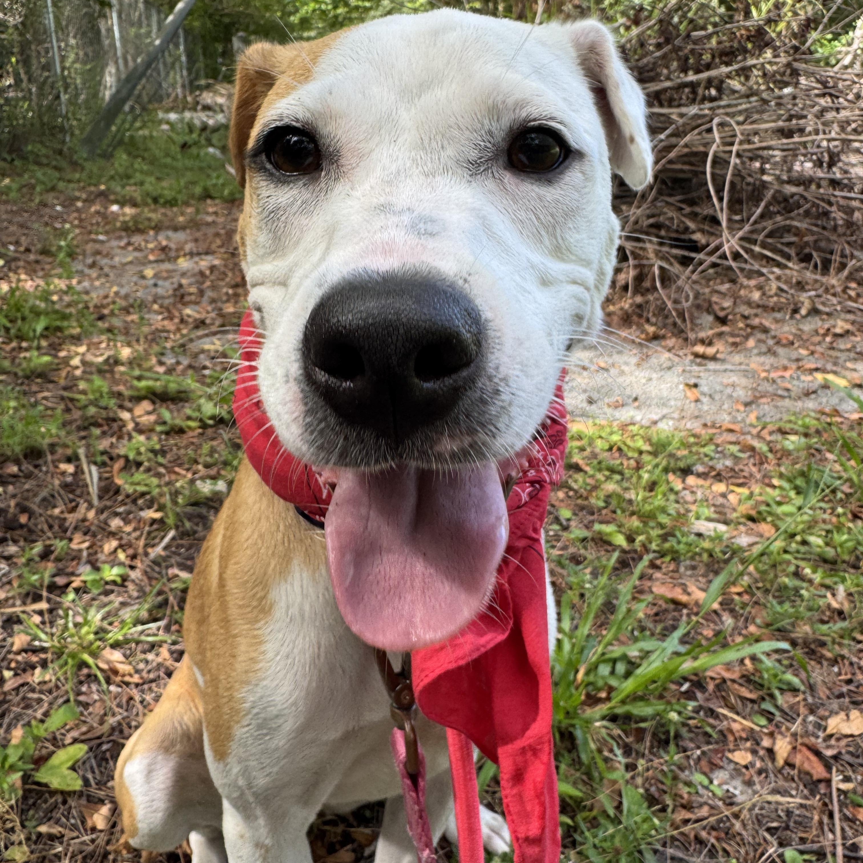 Casey 8198, a ADOPTABLE mixed breed in Boca Raton, FL image 2/3