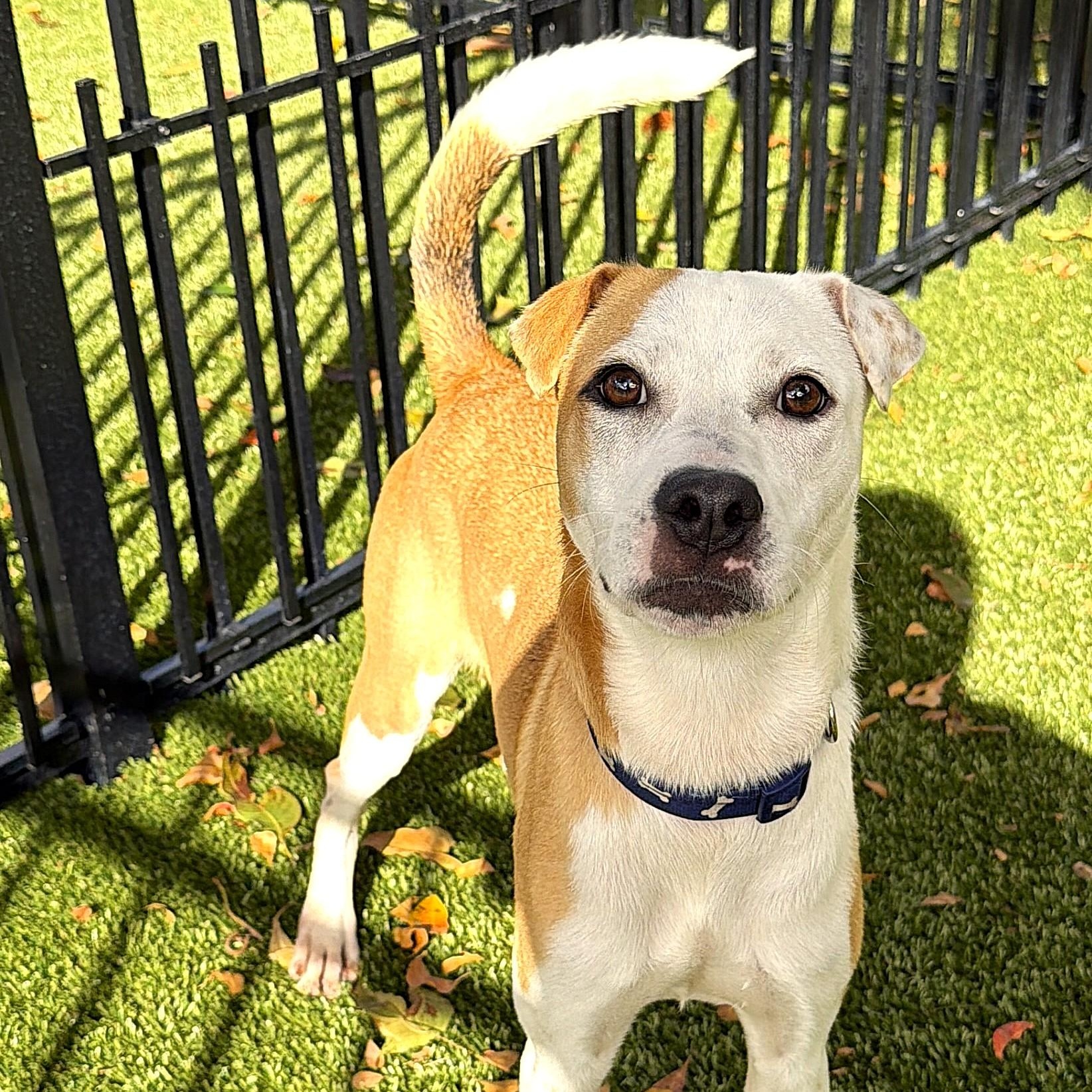 Enlarge Casey 8198, a ADOPTABLE mixed breed in Boca Raton, FL image 1/1