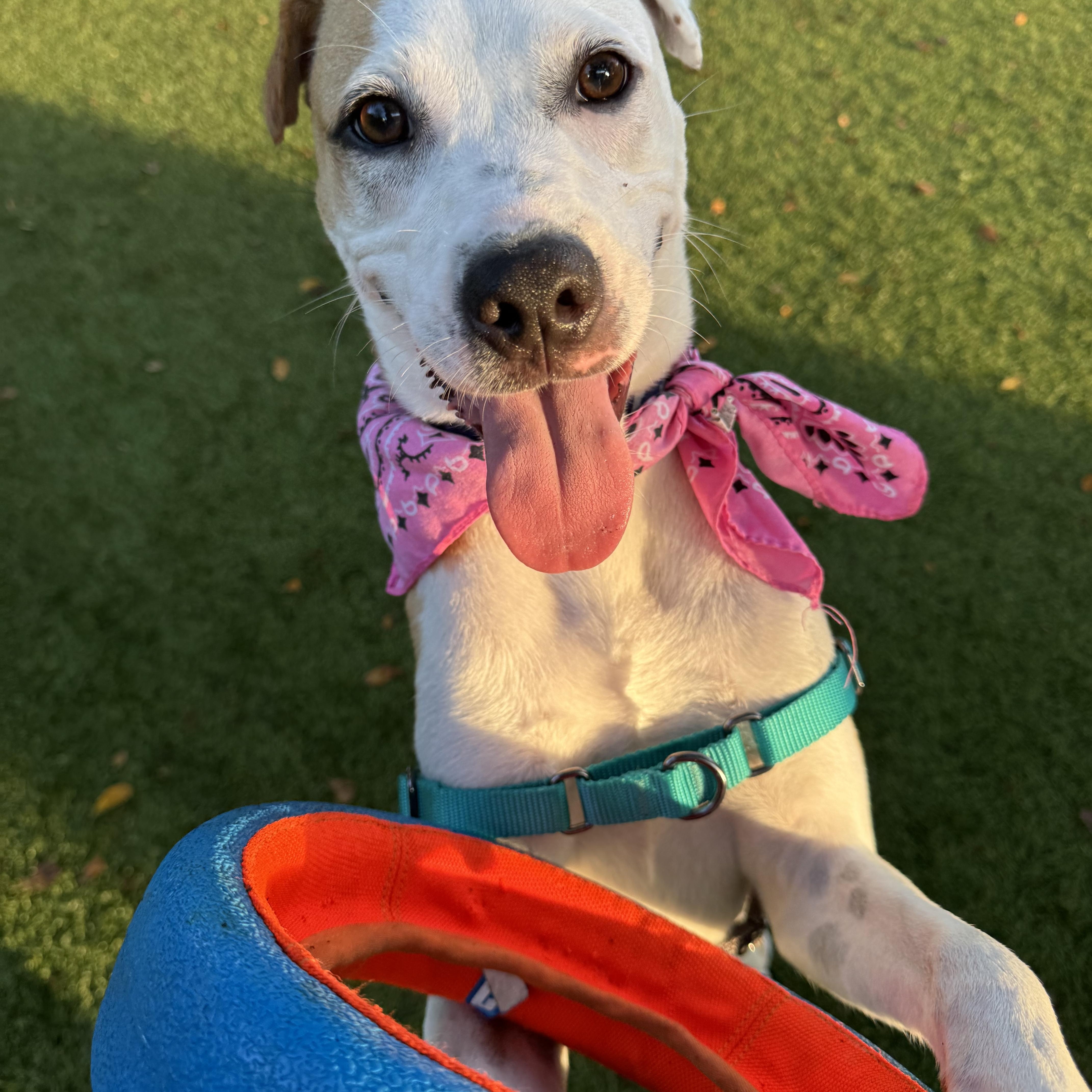 Casey 8198, a ADOPTABLE mixed breed in Boca Raton, FL image 1/3