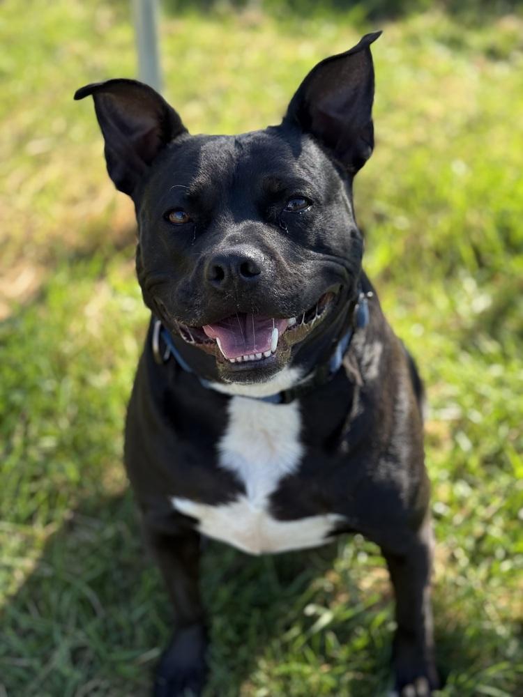 Vanellope, a Adoptable mixed breed in Bemidji, MN image 1/6