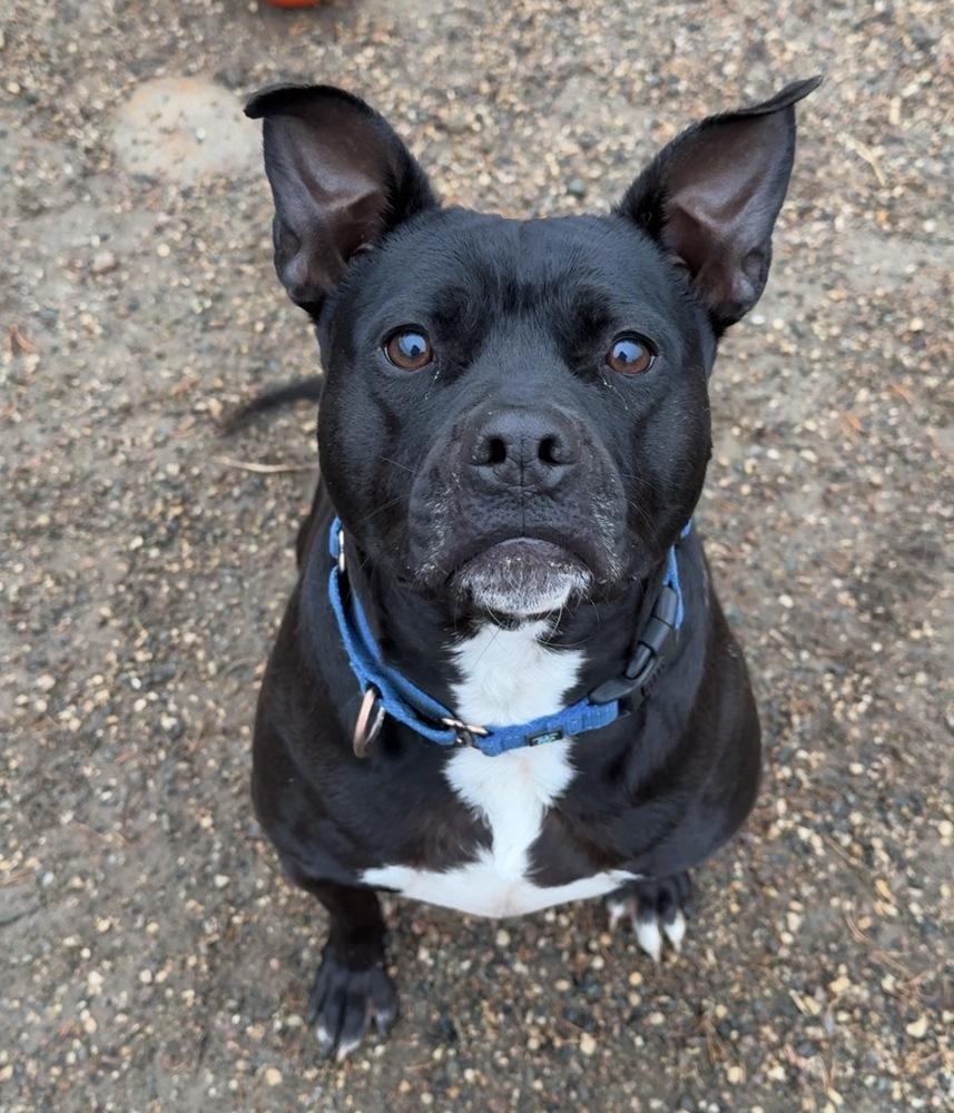 Vanellope, a Adoptable mixed breed in Bemidji, MN image 3/6