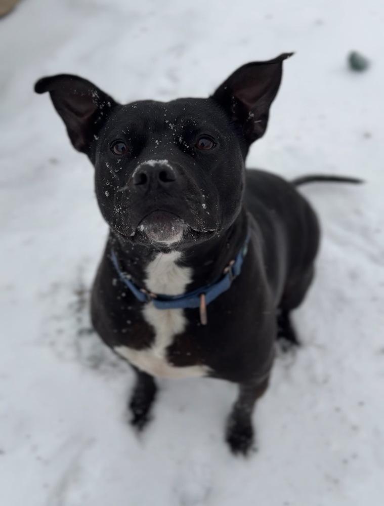 Vanellope, a Adoptable mixed breed in Bemidji, MN image 4/6