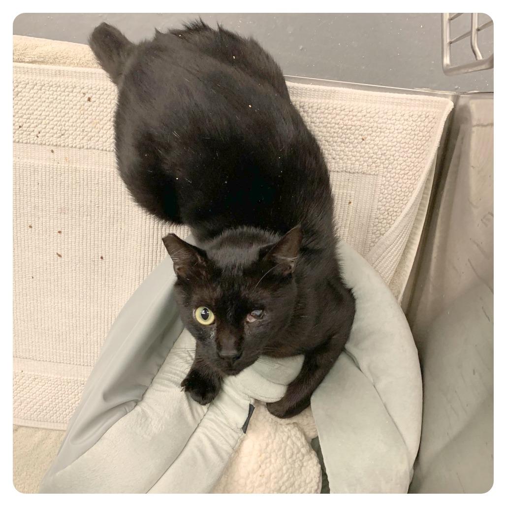 Little Brother — thumbnail 2