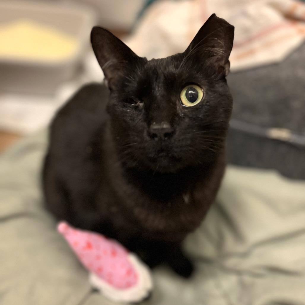 Little Brother — thumbnail 3