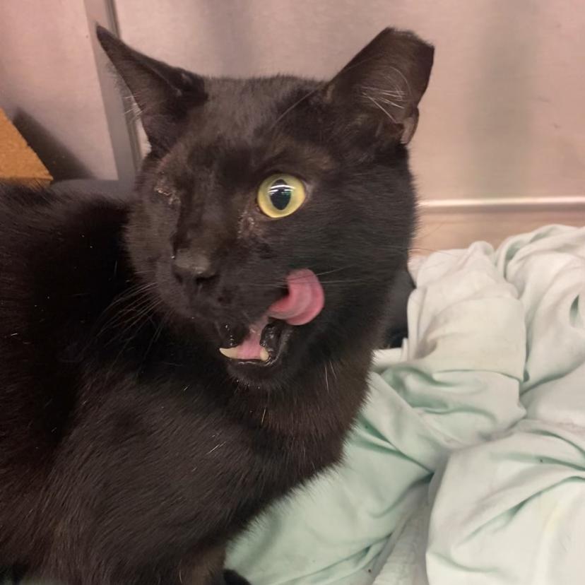 Little Brother — thumbnail 4