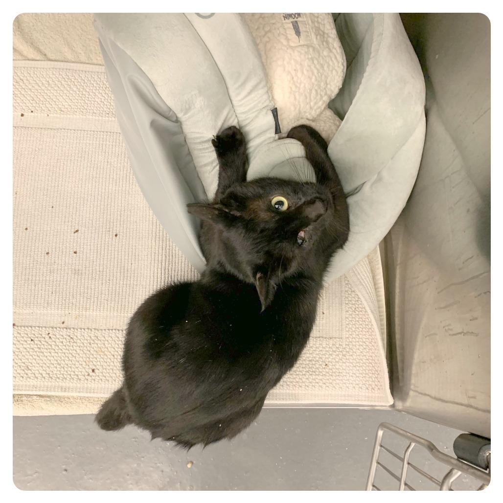 Little Brother — thumbnail 6