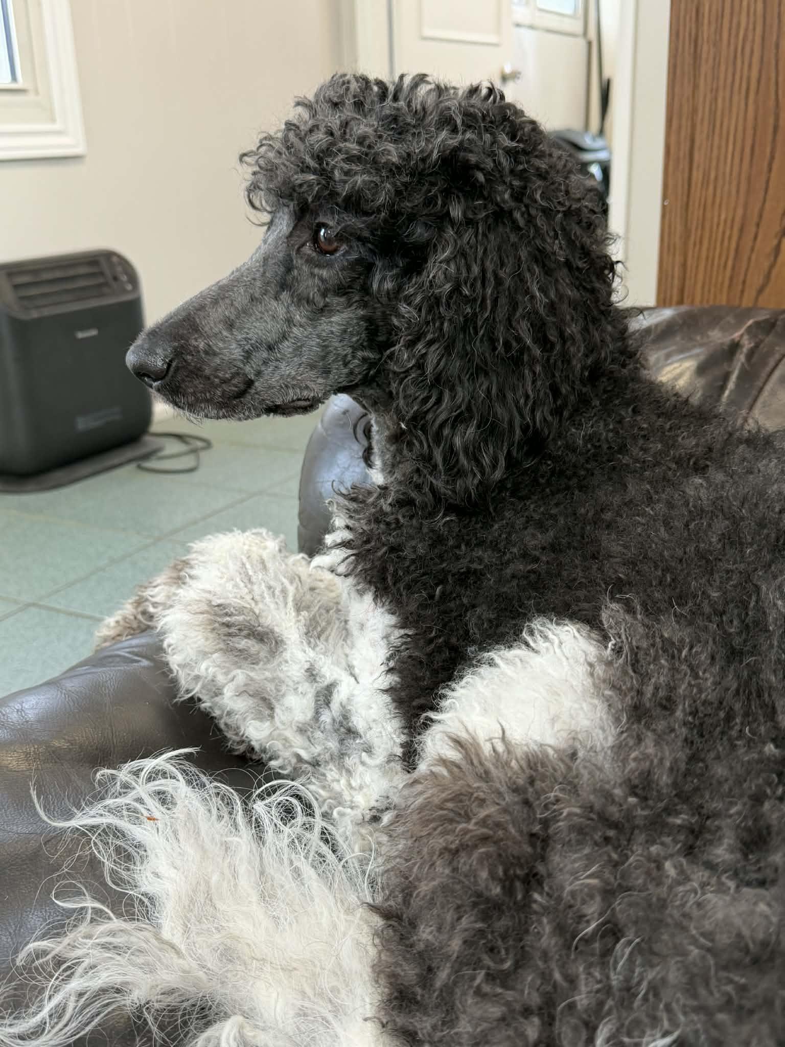 Enlarge Tundra, a ADOPTABLE Standard Poodle in Courtice, ON image 1/2