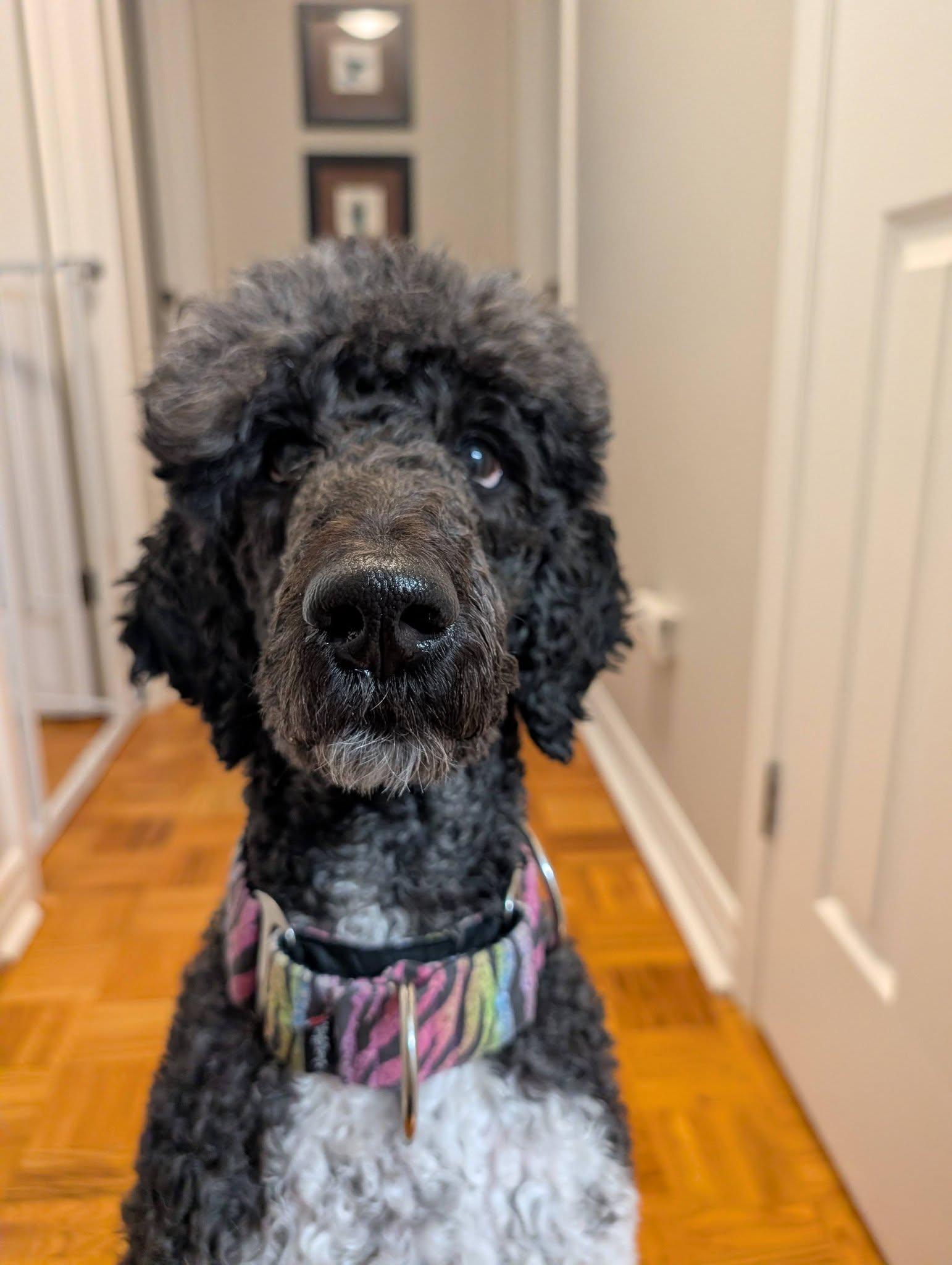 Enlarge Tundra, a ADOPTABLE Standard Poodle in Ottawa, ON image 2/3
