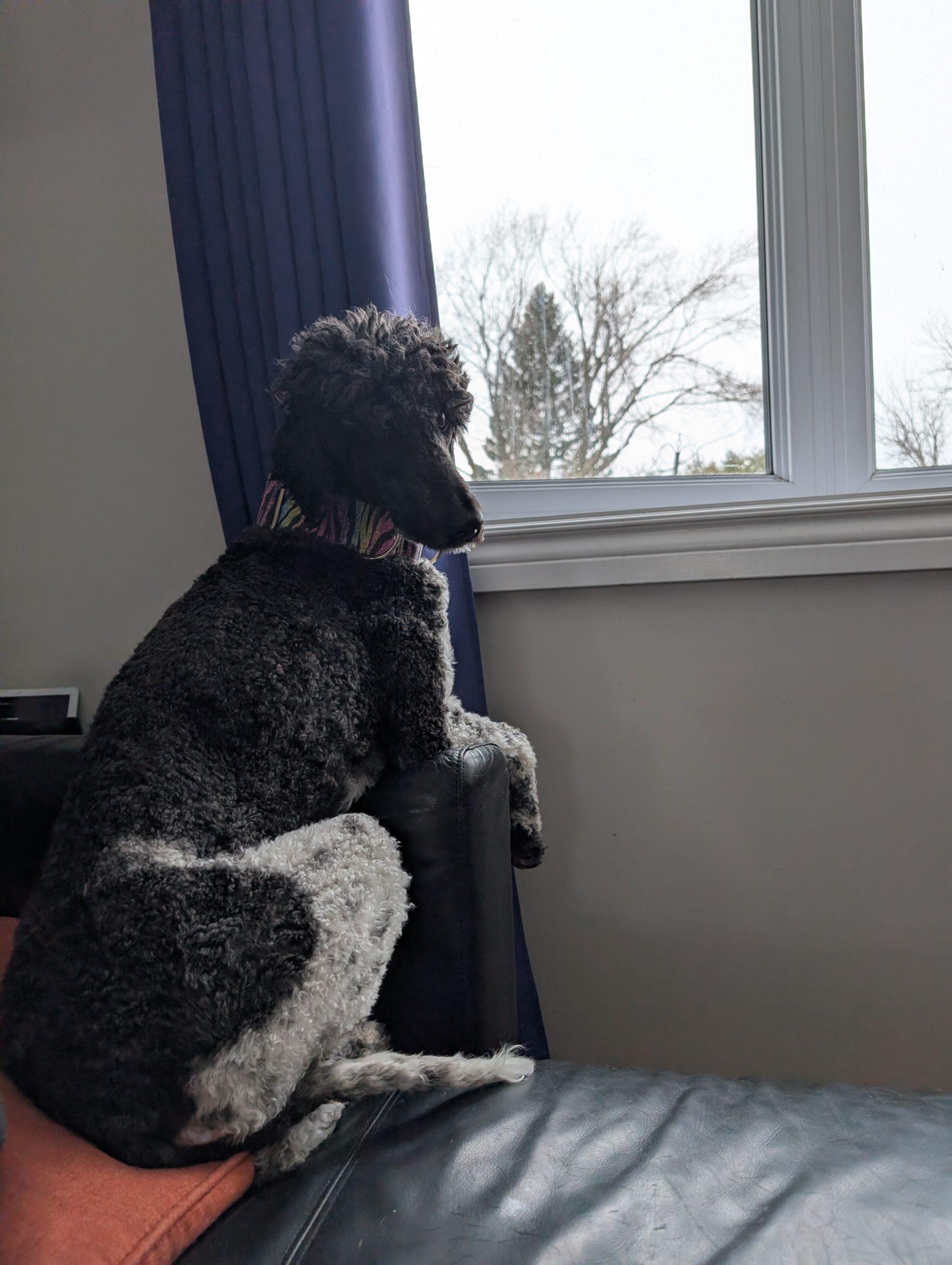 Enlarge Tundra, a ADOPTABLE Standard Poodle in Courtice, ON image 2/2