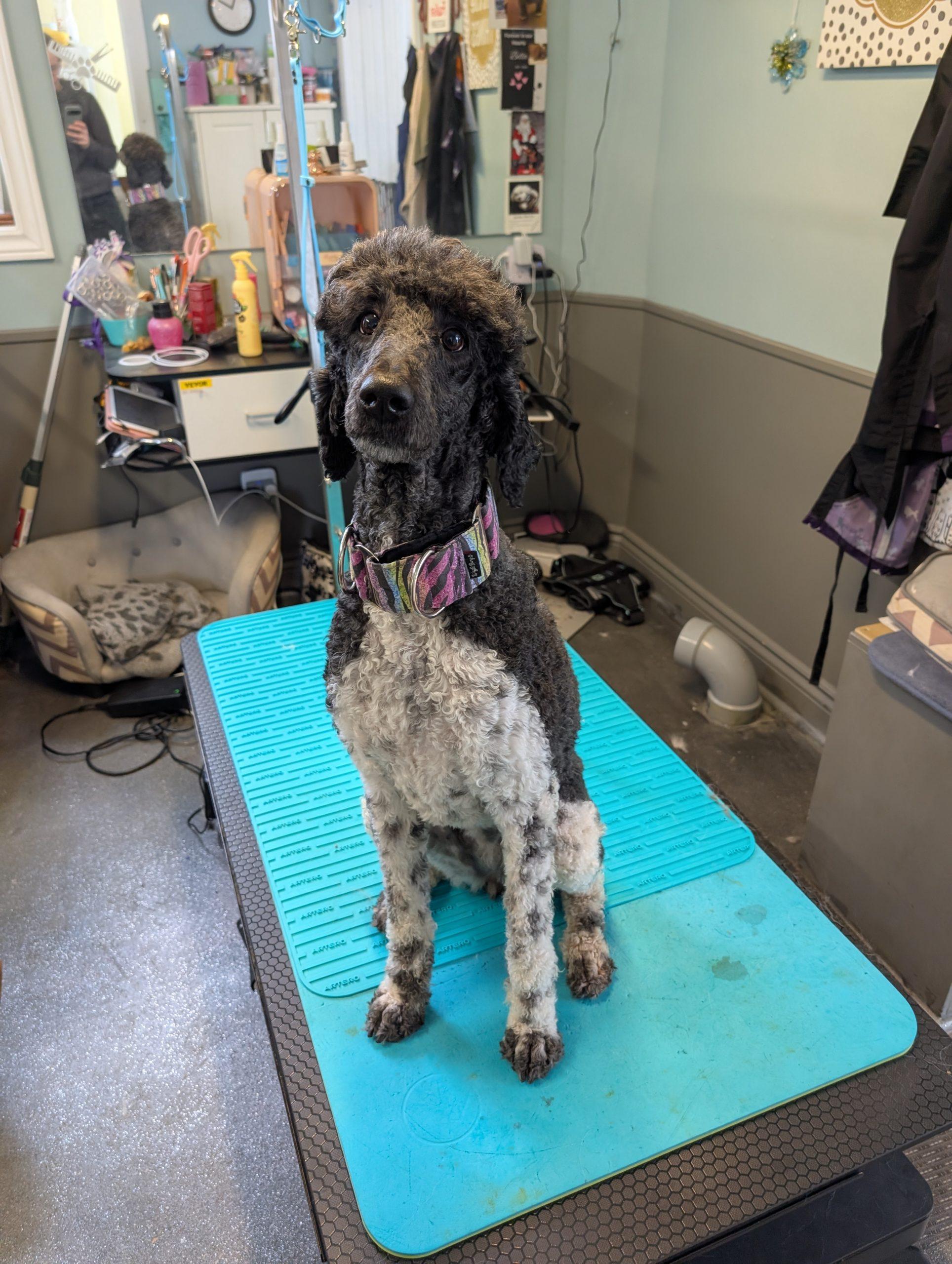 Enlarge Tundra, a ADOPTABLE Standard Poodle in Ottawa, ON image 3/3
