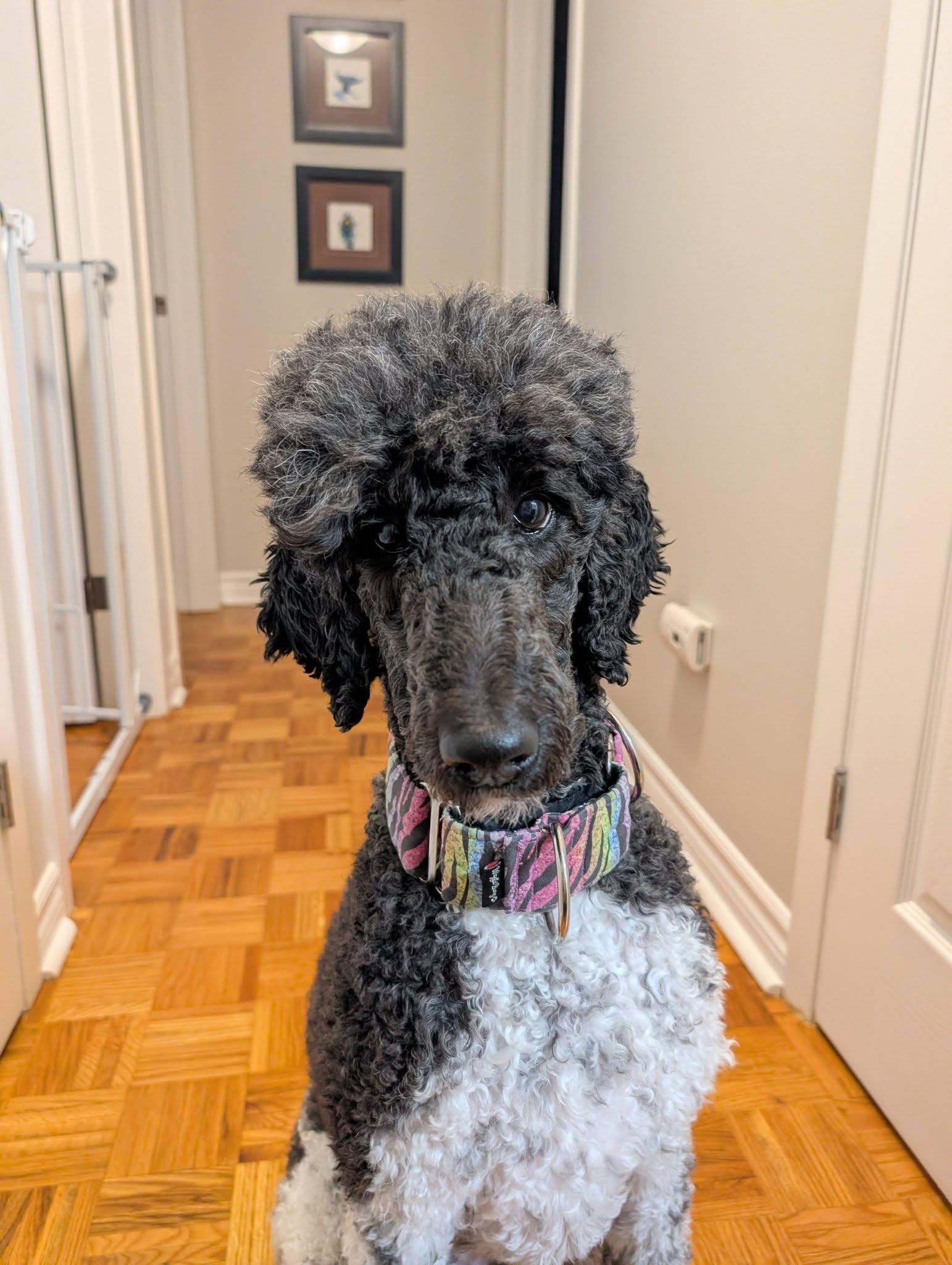 Enlarge Tundra, a ADOPTABLE Standard Poodle in Ottawa, ON image 1/3