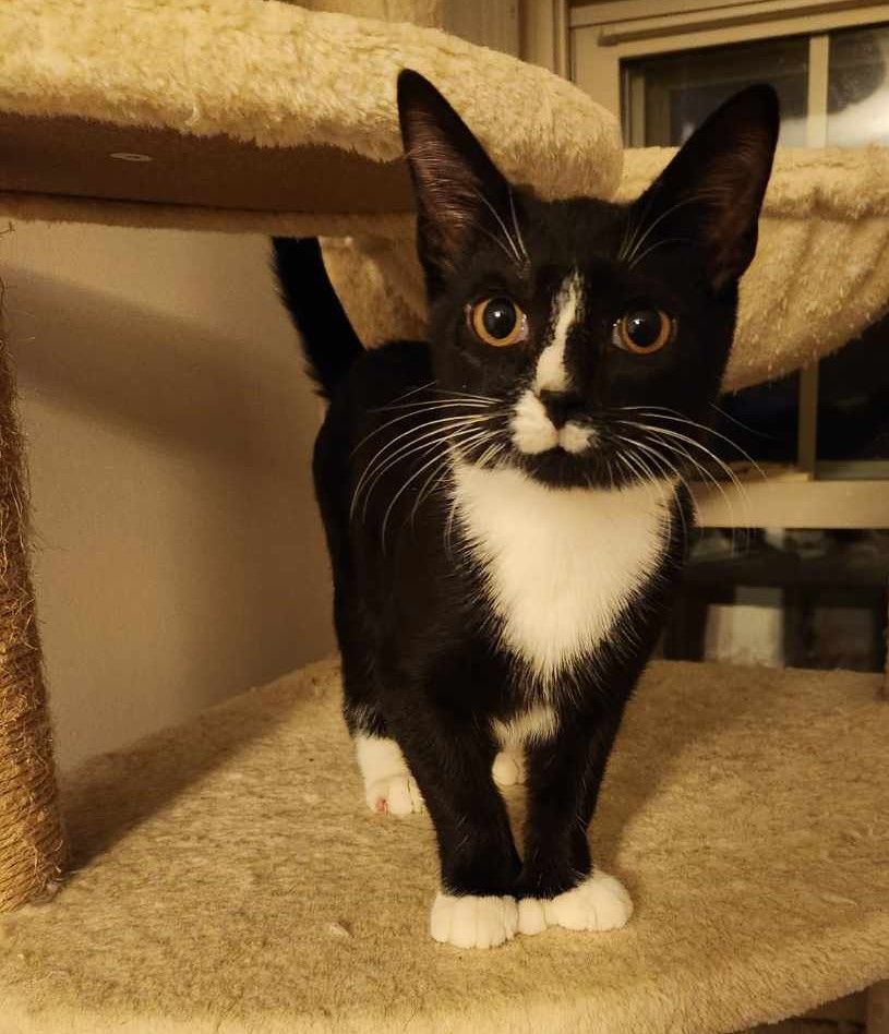 Diva, Adopted, Kitten Female Extra-Toes Cat / Hemingway Polydactyl & Tuxedo.