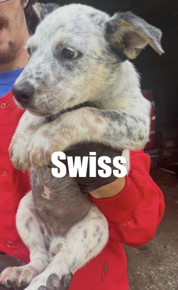 Swiss, Adoptable, Puppy Male Cattle Dog.