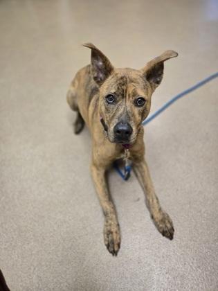 Enlarge Remi, a Adoptable mixed breed in Sanford, FL image 1/2