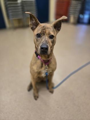 Enlarge Remi, a Adoptable mixed breed in Sanford, FL image 2/2