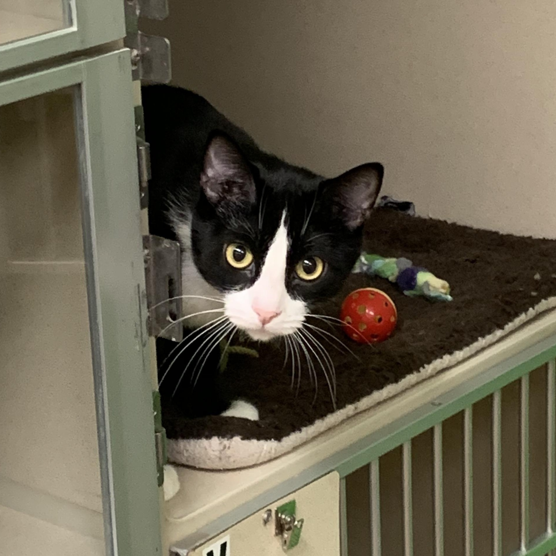 AJ, a Adoptable mixed breed in Thayne, WY image 1/4