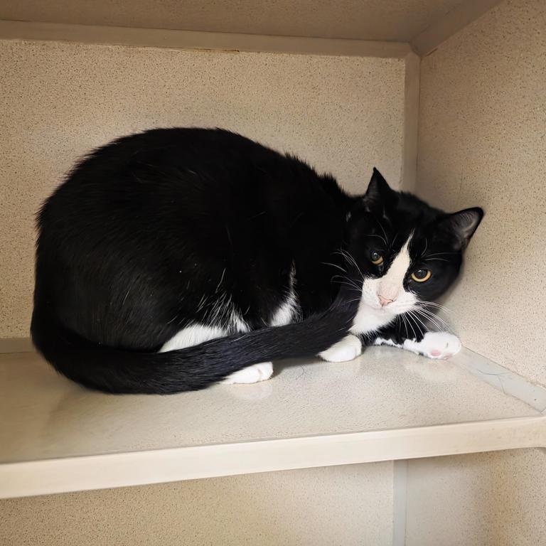 AJ, a Adoptable mixed breed in Thayne, WY image 5/6