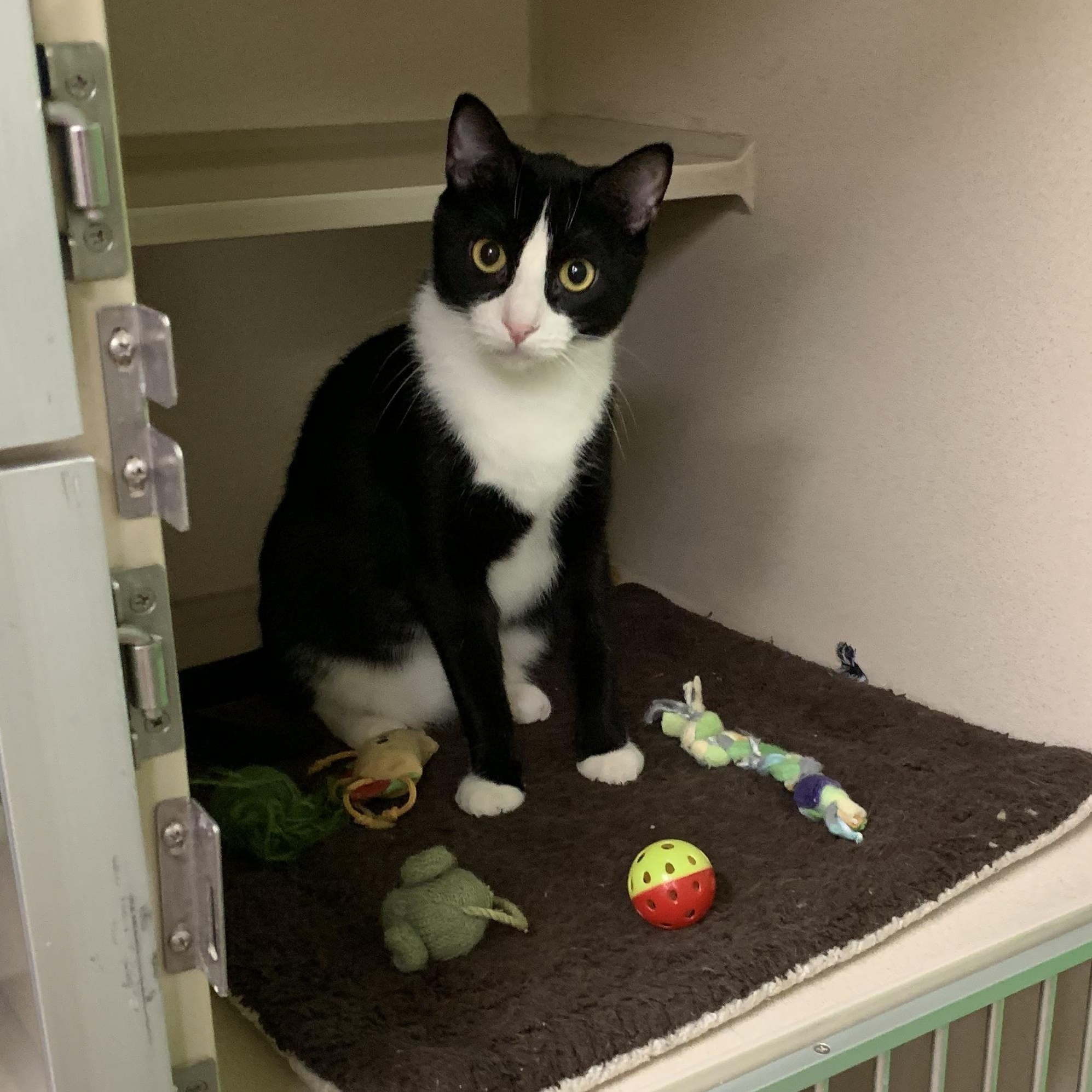 AJ, a Adoptable mixed breed in Thayne, WY image 3/4