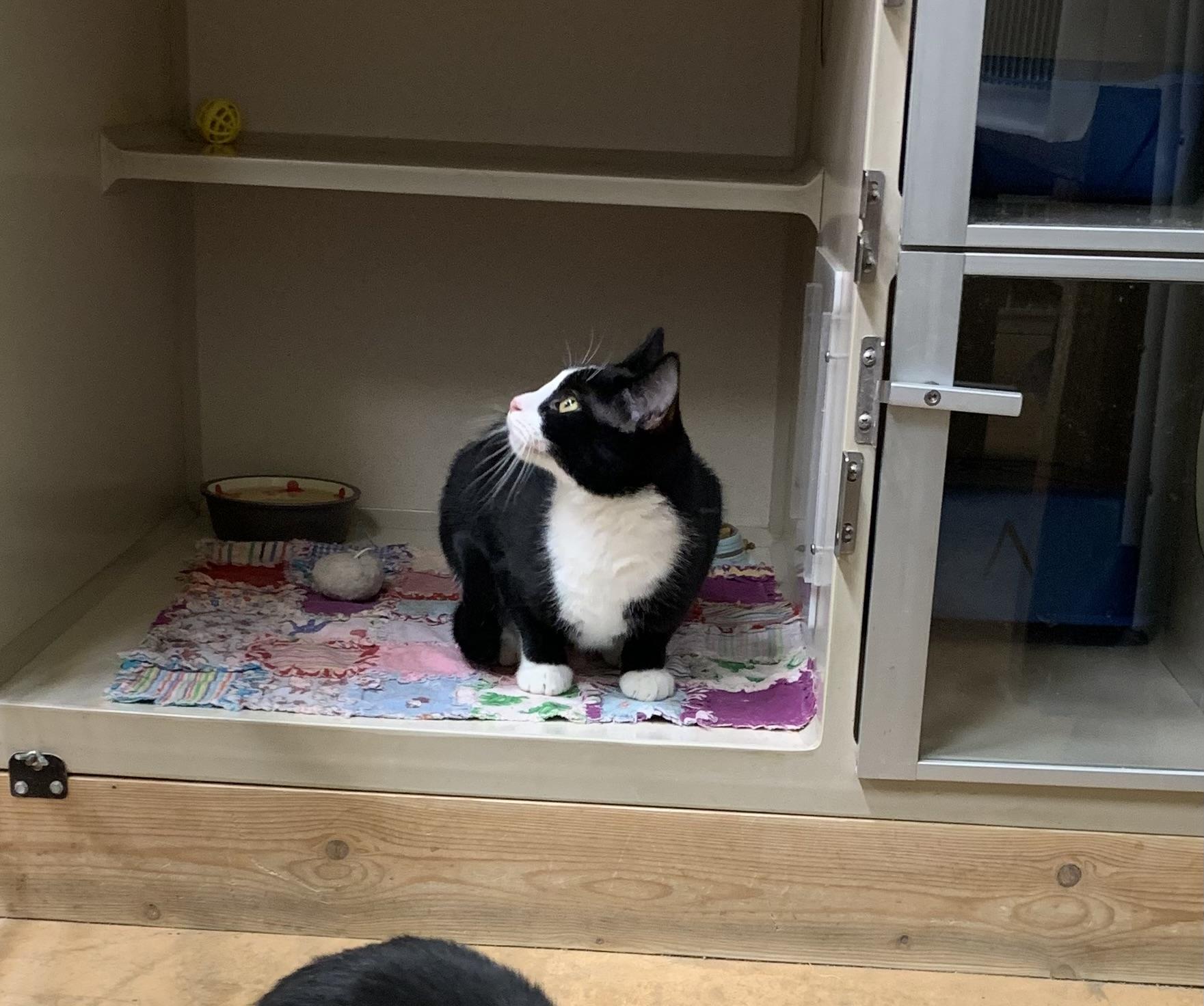 AJ, an adoptable Domestic Short Hair in Thayne, WY, 83127 | Photo Image 4
