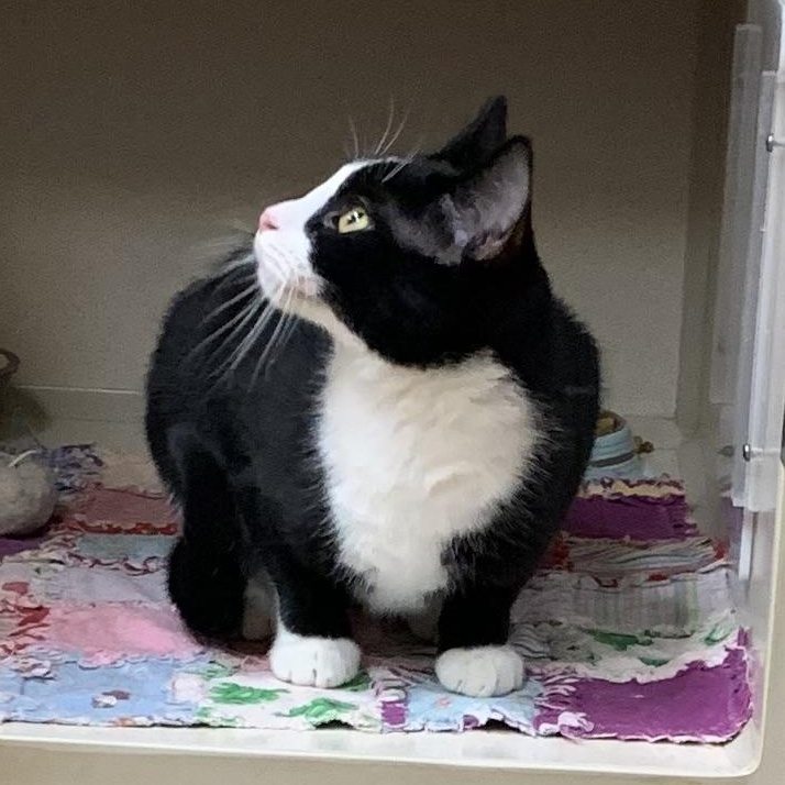 AJ, a Adoptable mixed breed in Thayne, WY image 4/4