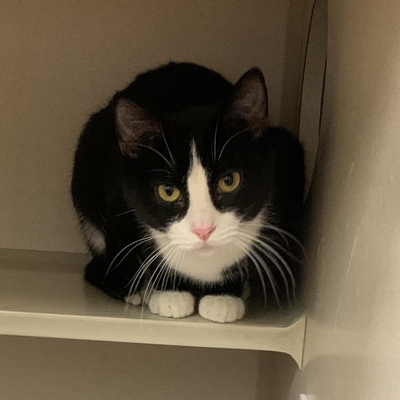 AJ, a Adoptable mixed breed in Thayne, WY image 2/4