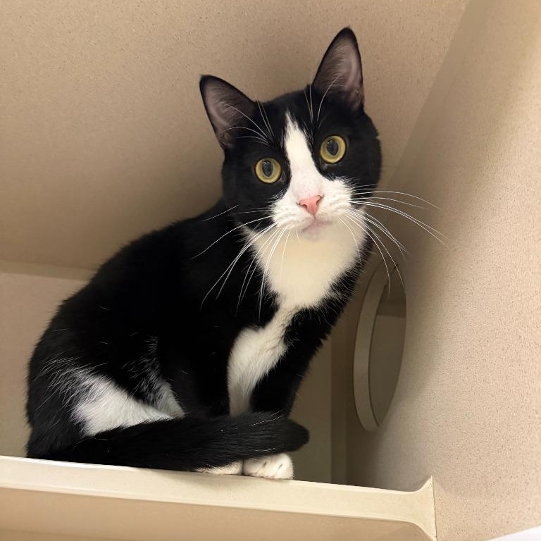 AJ, Adoptable, Adult Male Domestic Short Hair.