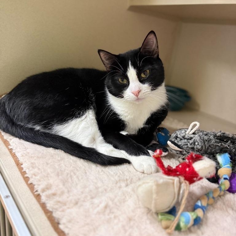 AJ, a Adoptable mixed breed in Thayne, WY image 6/6