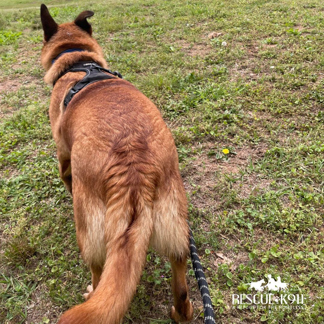 Daisy, Adoptable, Young Female Belgian Shepherd / Malinois.