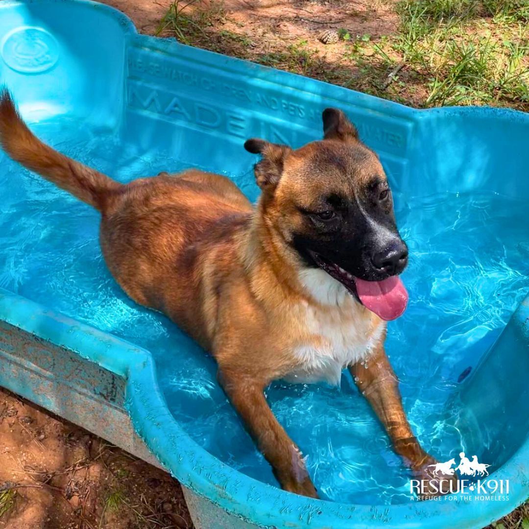 Daisy, a Adoptable mixed breed image 2/8