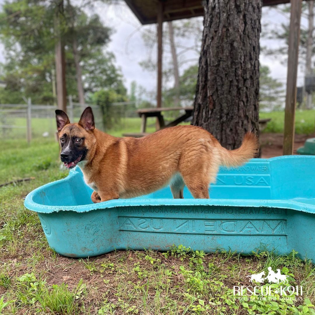 Daisy, a Adoptable mixed breed image 3/8
