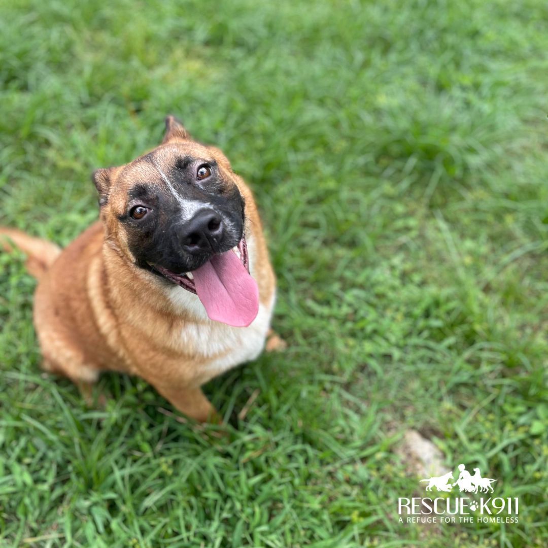 Daisy, a Adoptable mixed breed image 4/8