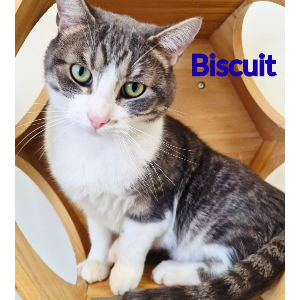 Biscuit, Adoptable, Adult Male Domestic Short Hair.