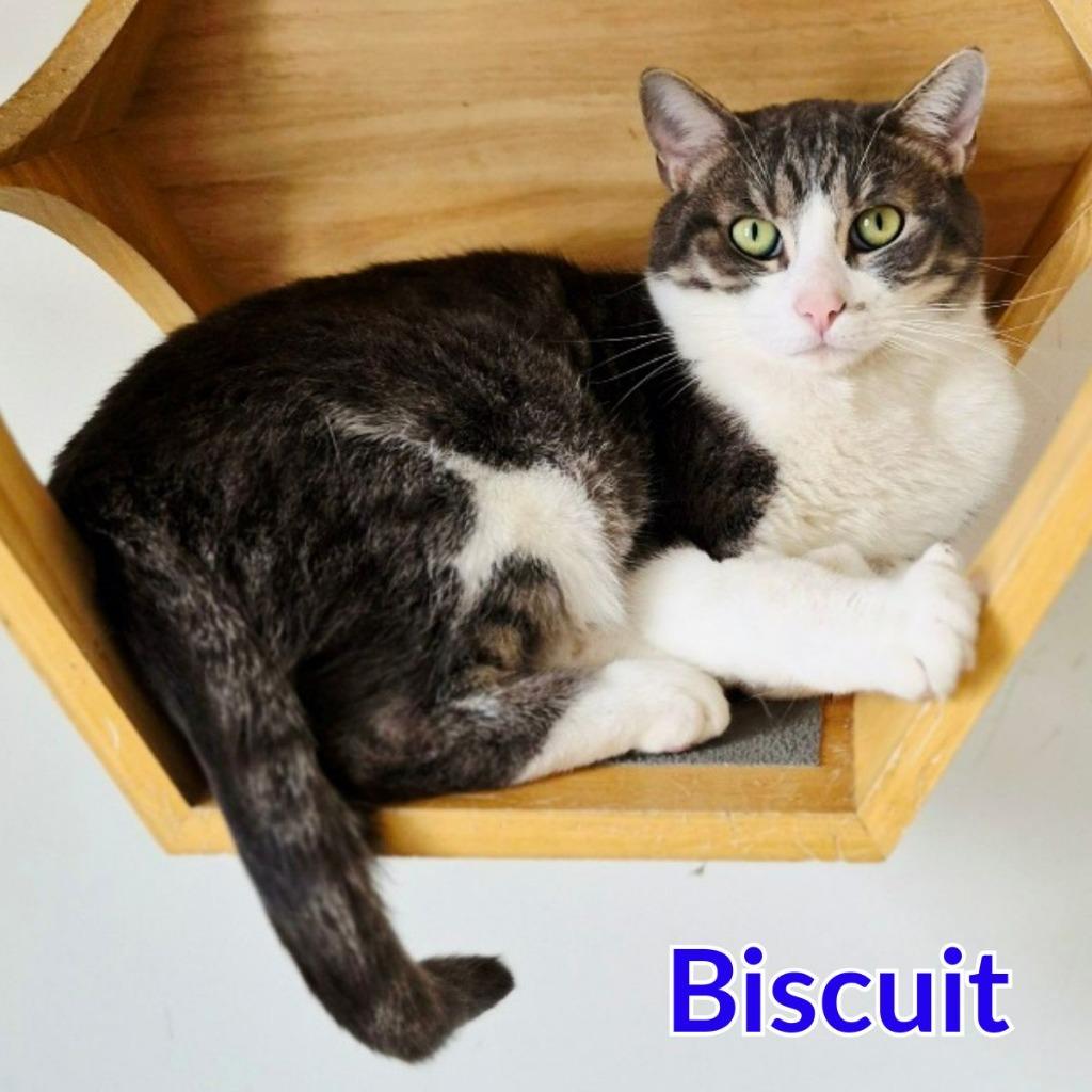 Biscuit, a Adoptable mixed breed in North Saint Paul, MN image 2/5