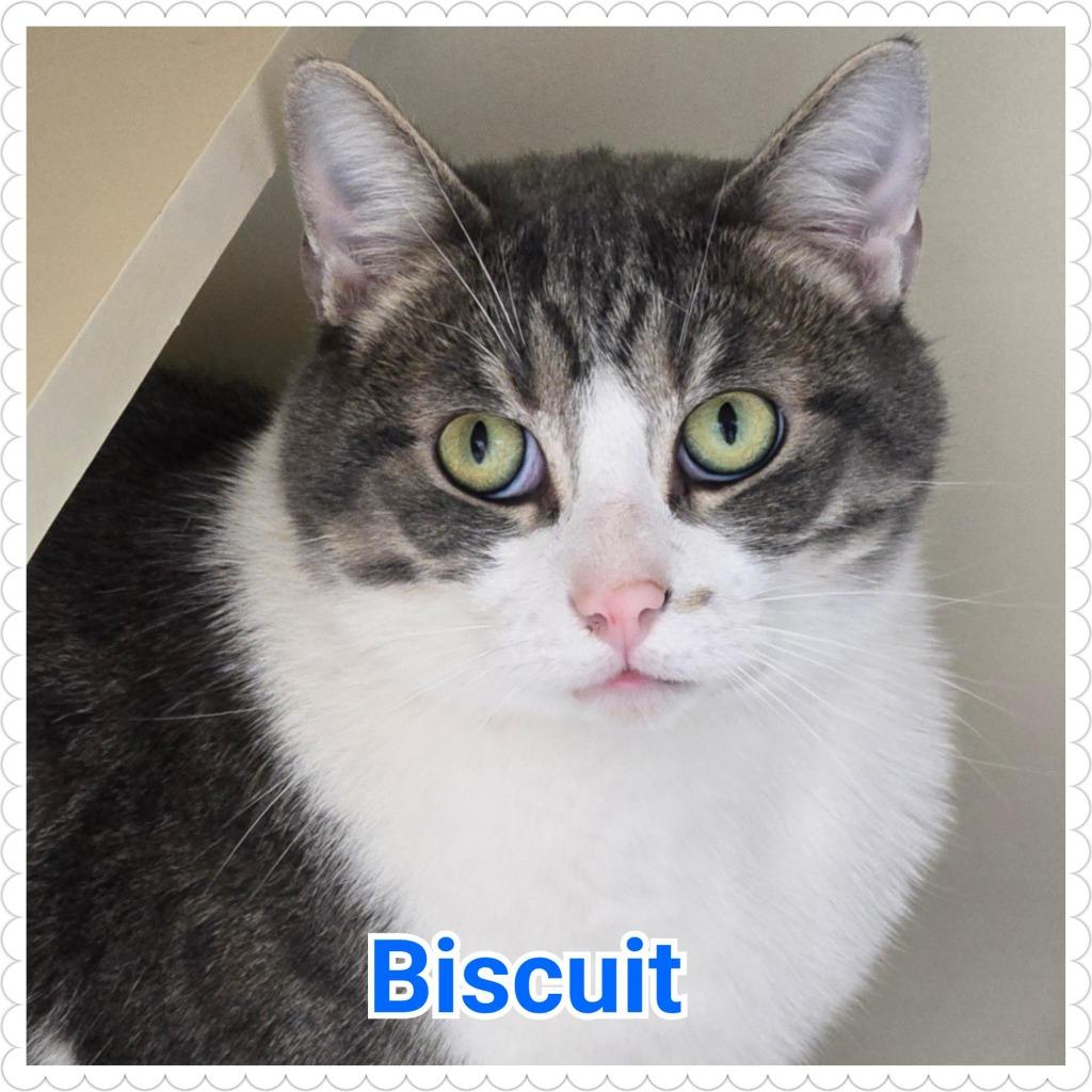 Biscuit, Adoptable, Adult Male Domestic Short Hair.