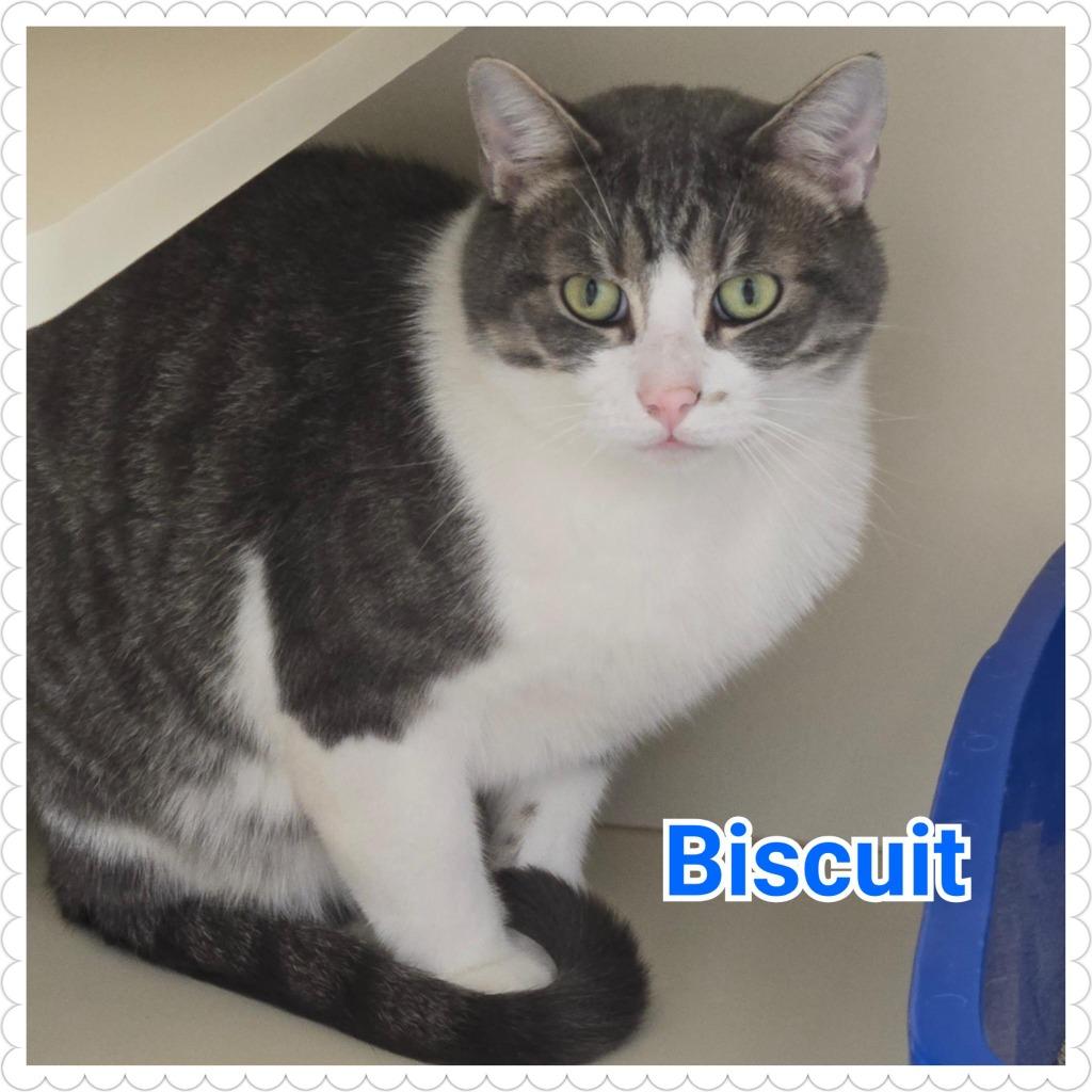 Enlarge Biscuit, a Adoptable mixed breed in North Saint Paul, MN image 2/4