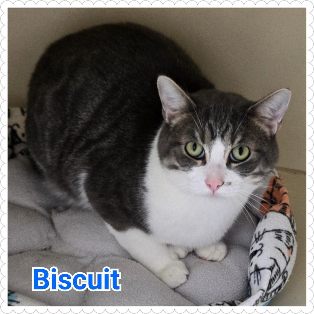Enlarge Biscuit, a Adoptable mixed breed in North Saint Paul, MN image 3/4